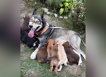 Mats - welpentypisch aktiver, verspielter Siberian Husky-Mix Rüde / z.Zt. noch in Rumänien