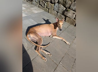 ANNI ❤️ lustige Galga, Pflgefamilie Bischberg