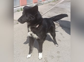 liebenswerte Husky Mischlingshündin Aurora sucht ihre Familie