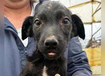 FREYA❤️graziler, sozialer und zauberhafter Wirbelwind