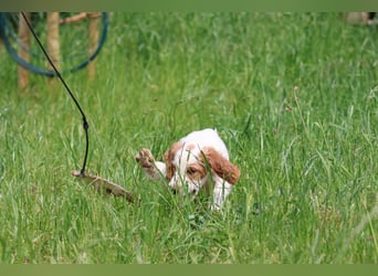 Traumfee - Irish Red and White Setter