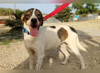 Dante (TO) Ein wundervoller kleiner Hund zum knutschen