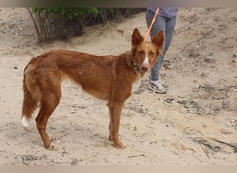 MOON-freundlich, offen, durch und durch sozial lieb sie den Kontakt zu Mensch und Hund