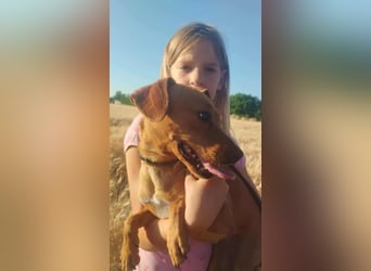 Daisy, geboren 01.01.2025, 37cm sucht ihre Chance