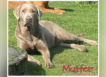 Labrador Welpen in der Farbe Silber mit Ahnentafel!