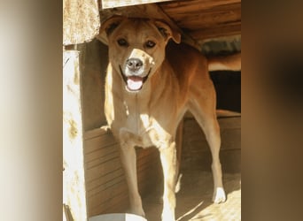 HUNNY, Hündin, 7 Jahre, 53cm, Mischling, Tierschutz