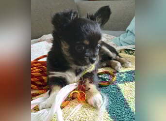 Fröhliche Chihuahua-Hùndin