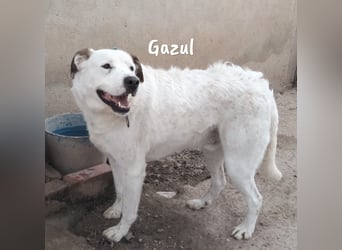 Gazul 06/2019 (ESP) - charismatischer und sozialer Boxer-Herdenschutz Mix!