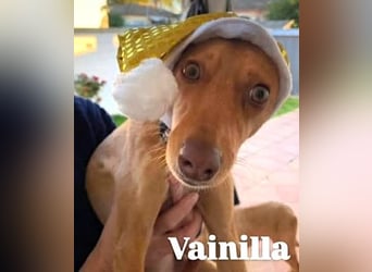 Vainilla 02/2024 (in Deutschland) - süße und sanfte kleine Podenca!