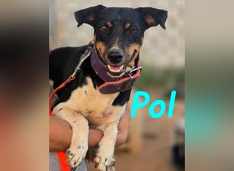 Pol 01/2023 (ESP) - warmherziger und charmanter, kleiner Bodeguero Mix!