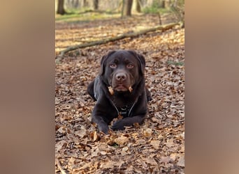 Brauner Labrador Deckrüde mit Ahnentafel/kein Verkauf