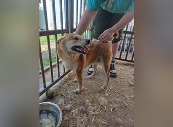 Nyomda PP – Sanfte Shiba Inu-Hündin auf der Suche nach Geduld und Fürsorge