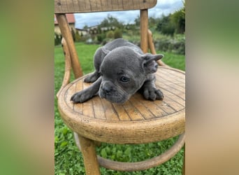 Französische Bulldogge