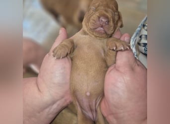 Magyar vizsla mit ahnentafel