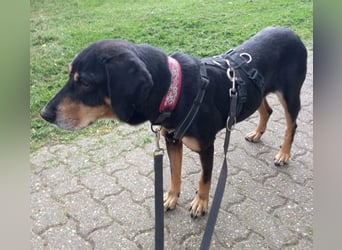 Belinda auf Pflegestelle in 41363 Jüchen