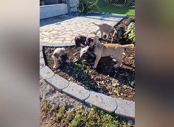 Cane corso mastiff mix 