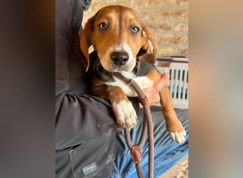 Nelly, geboren 25.12.2024, 29cm sucht ihre Menschen