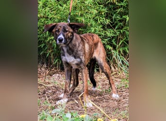 Peanut, Mix Labrador / Rafeiro Alentejano, lieb und sozial