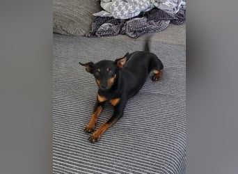 Coqueta, kleines Energiepaket
