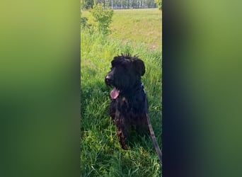 Jacky VI – Lebensfroher Riesenschnauzer sucht aktives Zuhause