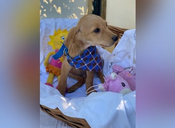 Zsebi LM - Zuhause gesucht – Neun kleine Hundekinder auf großer Mission