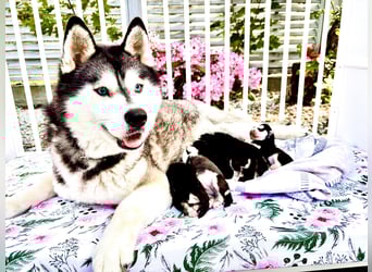 FCI Pedigree Blue Eyed Black & White Siberian Husky Champion Puppy