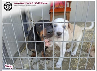 Welpenmädchen Ruby sucht ein Zuhause