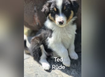 Australian Shepherd Welpen