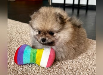 Reinrassige Pomeranian-Hündinnen mit Ahnentafel suchen ihre Traumfamilien