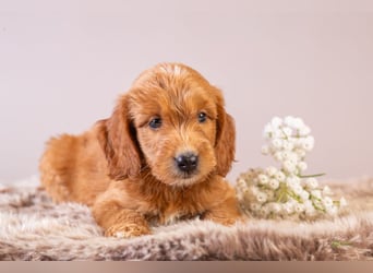GoldenDoodle - medium mit welligem - lockigem Fell