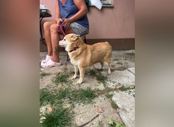 Vöröske PP – Shiba-Dame sucht liebevolles Zuhause