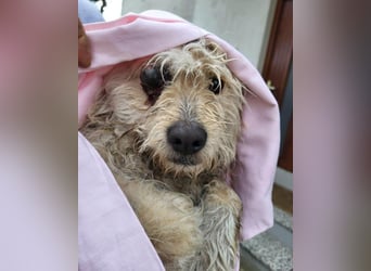 Lucky ❤️ fröhlich+aufgeweckt sucht dich!