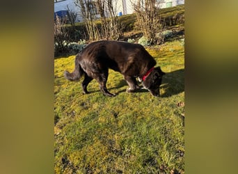 Leyka auf Pflegestelle in 88410 Bad Wurzach sucht ein Zuhause