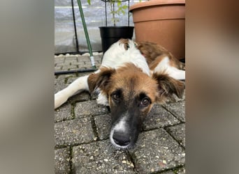 Lieber, hübscher Jungrüde Tarek