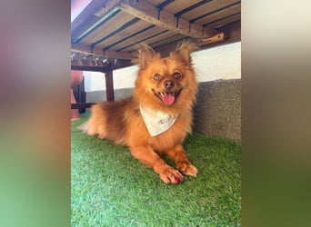 Tobi2 SR – unkomplizierter Sonnenschein sucht neues Glück