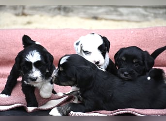 bezaubernde Tibet Terrier Welpen aus liebevoller Zucht dürfen Ende Juli ausziehen..