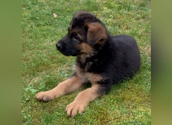 Schäferhund-Welpen 1 Rüde, 8 Hündinnen zu verkaufen