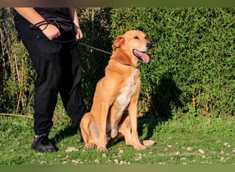 Mr John, Mix Labrador / Rafeiro Alentejano, lieb und verträglich
