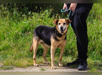 Hazel, Schäferhund-Mix, lieb und sozial