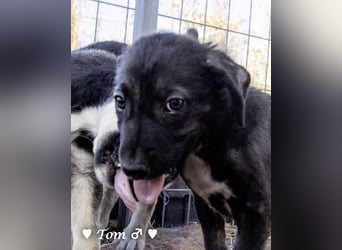 Teddy und seine Geschwister suchen ab September ein Zuhause
