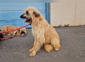 Wakame, wunderbare Dame ihrer Rasse, Gos d Atura /Briard Mix