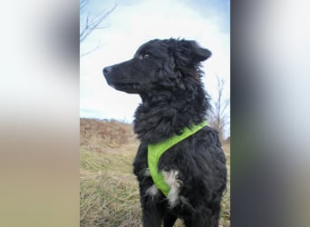 Verspielter TRUNTO - Traumbub mit dem Potential zum Herzenshund