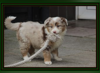 Australian Shepherd - Traumwelpen -KEINE Arbeitslinie-aus langjähriger Familienaufzucht.
