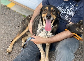 Juanita - Hündin in Spanien