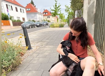 Freundlicher ELVIS möchte dich um seine hübschen Pfoten wickeln