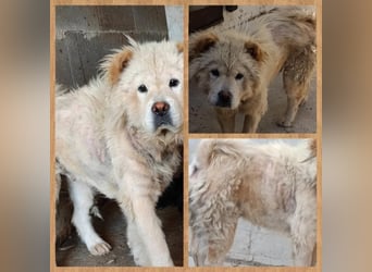 Chow-Chow Mädchen *Natascha* sucht das richtige Zuhause