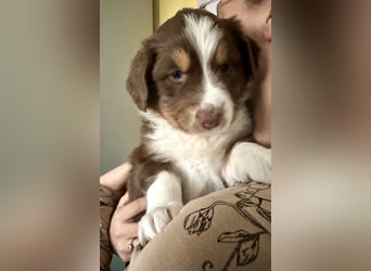 Australian Shepherd Welpen (Minimix/Reinrassig)+ Gesundheitszeugnis