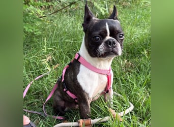 Venus - Klein, klug, kuschelig: Boston Terrier Lady auf der Suche nach Liebe ❤️