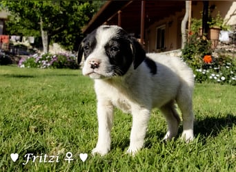 Felix und seine Geschwister suchen ein Zuhause