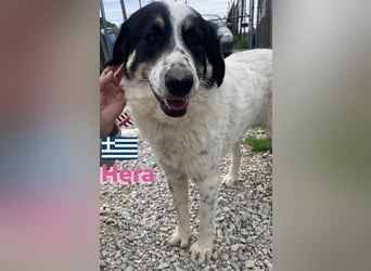 Hera , 09/23 - fröhliches liebes Mädel auf Heimatsuche